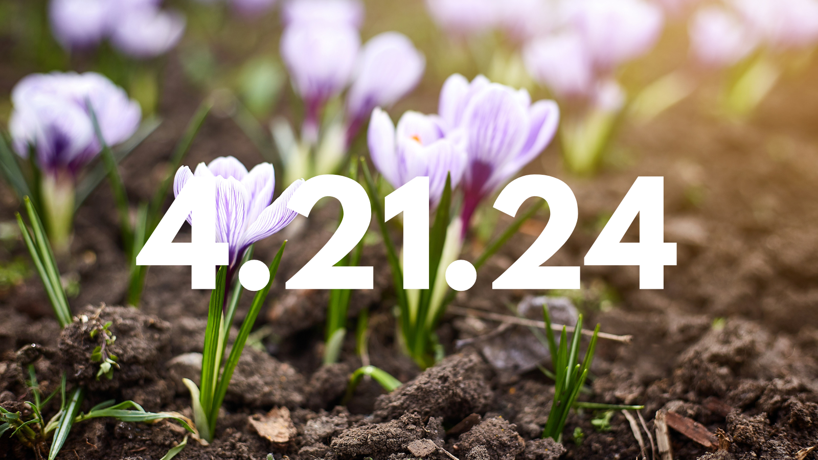 Featured image for “4.21.24”