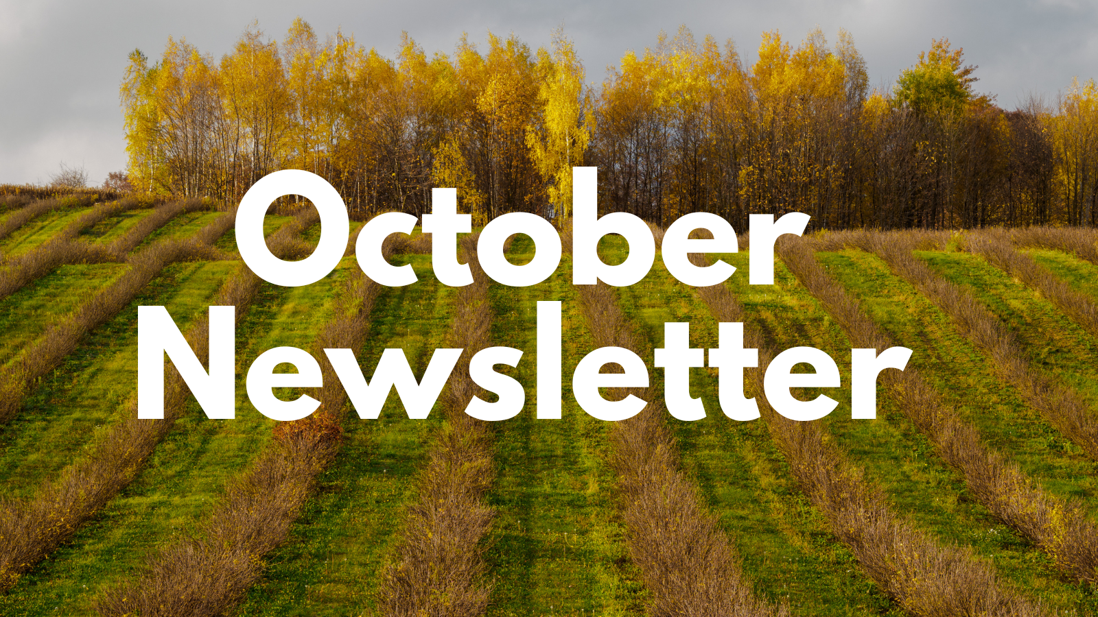 Featured image for “Oct  ’25 Newsletter”