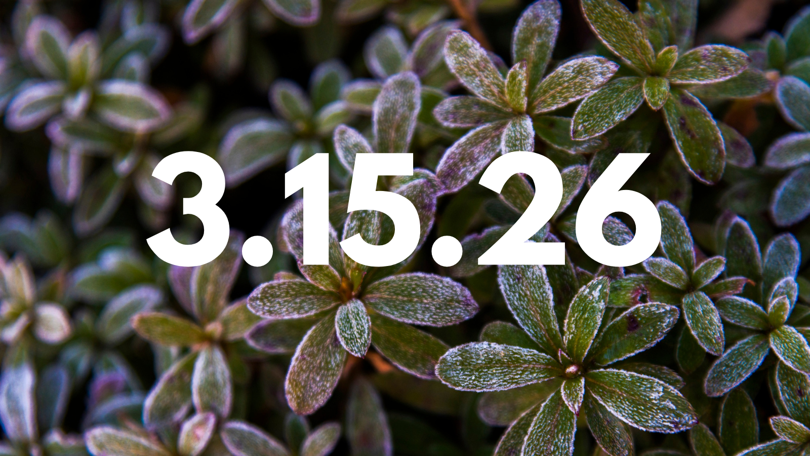 Featured image for “3.15.26”